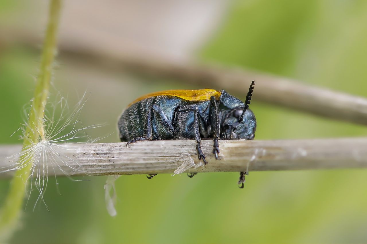 Chrysomelidae - Labidostomis taxicornis ? Sì.
